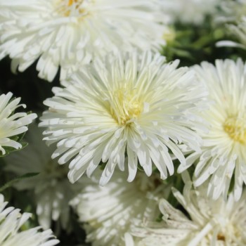 Sommeraster Creamy Yellow Ostrich (Samen)
