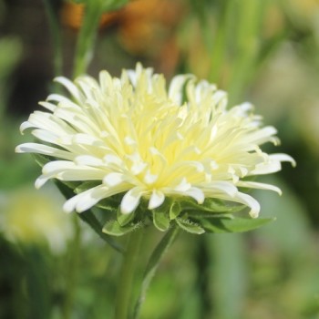 Sommeraster Creamy Yellow Ostrich (Samen)