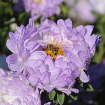 Neu! Sommeraster Duchesse Blue and White (Samen)