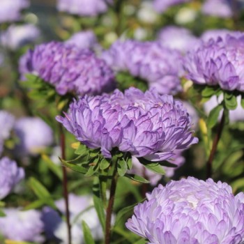 Neu! Sommeraster Duchesse Blue and White (Samen)