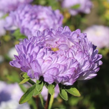 Neu! Sommeraster Duchesse Blue and White (Samen)
