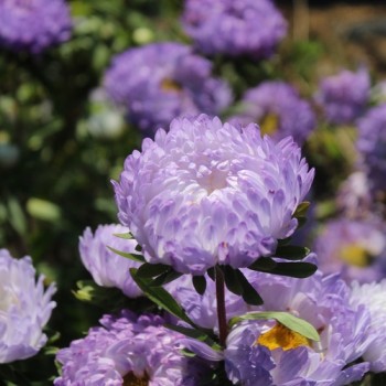 Neu! Sommeraster Duchesse Blue and White (Samen)