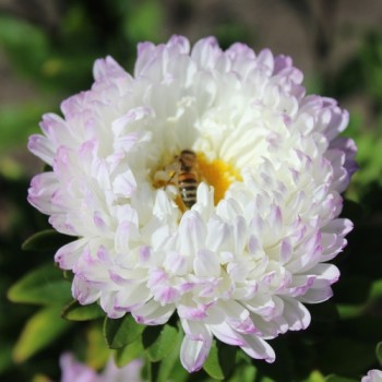 Sommeraster Duchesse Rose and White (Samen)