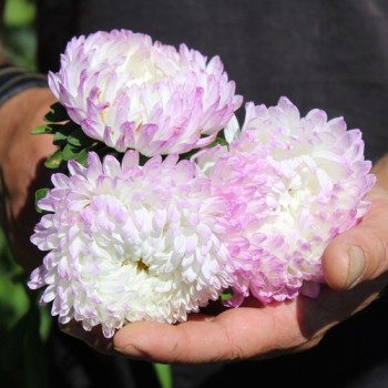 Sommeraster Duchesse Rose and White (Samen)