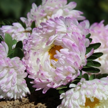 Sommeraster Duchesse Rose and White (Samen)