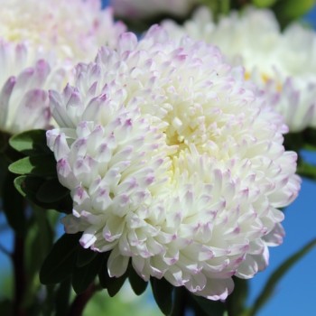 Sommeraster Duchesse Rose and White (Samen)