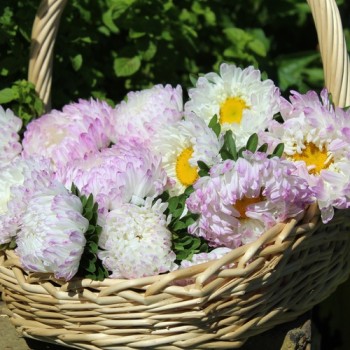 Sommeraster Duchesse Rose and White (Samen)