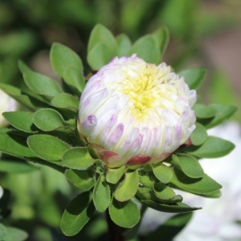 Sommeraster Duchesse Rose and White (Samen)