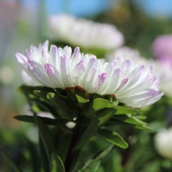 Sommeraster Duchesse Rose and White (Samen)