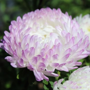 Sommeraster Duchesse Rose and White (Samen)
