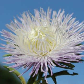 Sommeraster Giant Ray Silvery Blue (Samen)