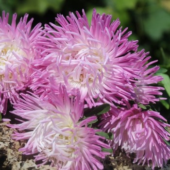 Sommeraster Tiger Paw White Lilac Tip (Samen)