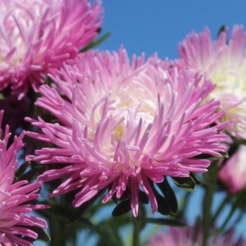 Sommeraster Tiger Paw White Lilac Tip (Samen)