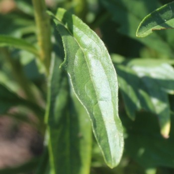 Sommeraster Tiger Paw White Lilac Tip (Samen)