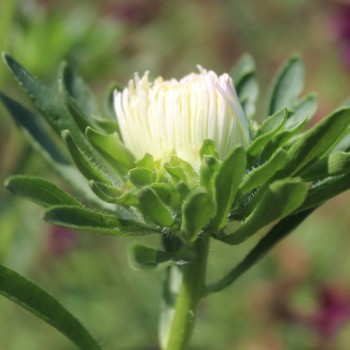 Sommeraster Tiger Paw White Lilac Tip (Samen)