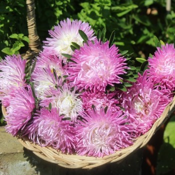 Sommeraster Tiger Paw White Lilac Tip (Samen)
