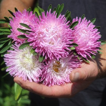 Sommeraster Tiger Paw White Lilac Tip (Samen)