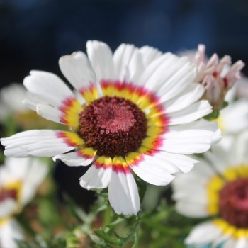 Sommermargerite Cockade (Samen)
