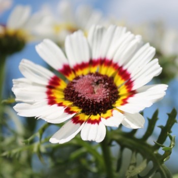 Sommermargerite Cockade (Samen)