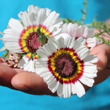 Sommermargerite Cockade (Samen)