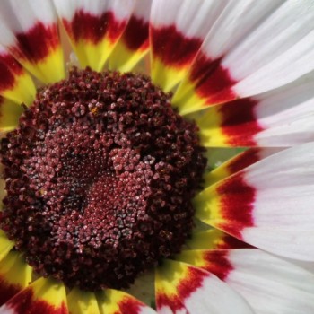 Sommermargerite Cockade (Samen)