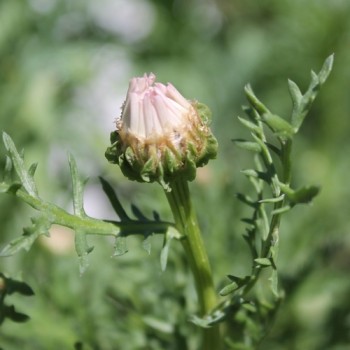 Sommermargerite Cockade (Samen)