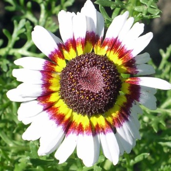 Sommermargerite Cockade (Samen)