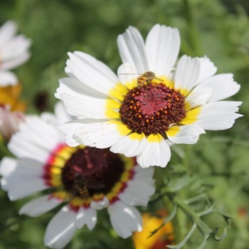 Sommermargerite Cockade (Samen)
