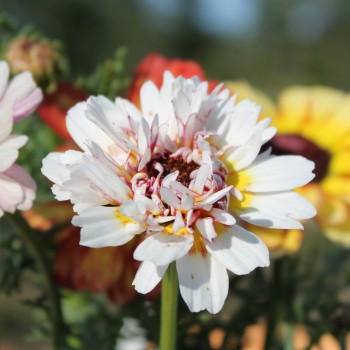 Sommermargerite Dunnetti Mix (Samen)