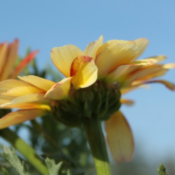 Sommermargerite Dunnetti Mix (Samen)