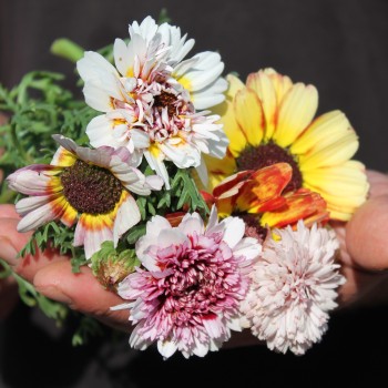 Sommermargerite Dunnetti Mix (Samen)