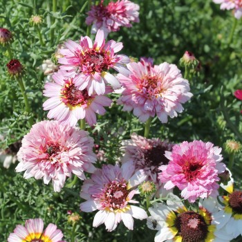 Sommermargerite Dunnetti Mix (Samen)