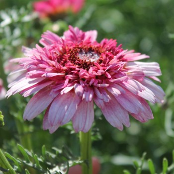 Sommermargerite Dunnetti Mix (Samen)