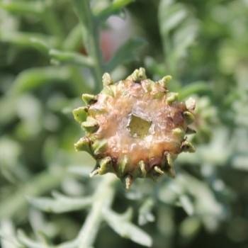 Sommermargerite Dunnetti Mix (Samen)