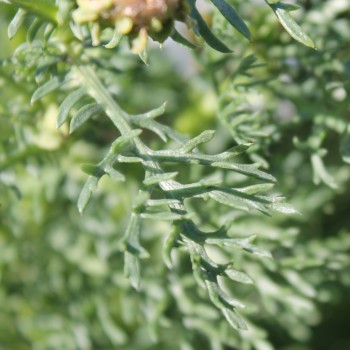 Sommermargerite Dunnetti Mix (Samen)