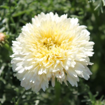 Sommermargerite Dunnetti Mix (Samen)