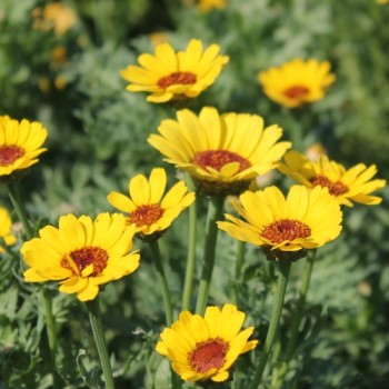 Sommermargerite El Dorado (Samen)