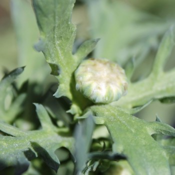 Sommermargerite El Dorado (Samen)