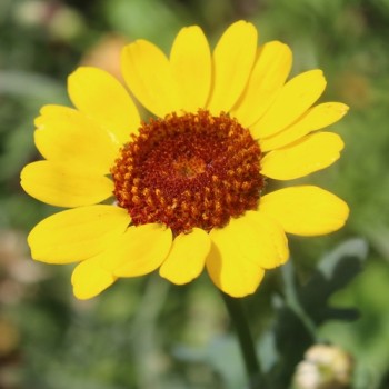 Sommermargerite El Dorado (Samen)
