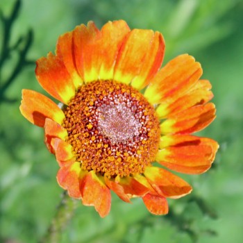 Sommermargerite Flame Shades (Samen)