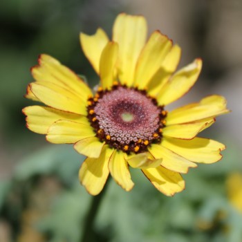 Sommermargerite Flame Shades (Samen)