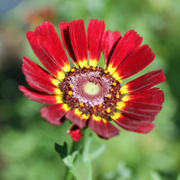Sommermargerite Flame Shades (Samen)