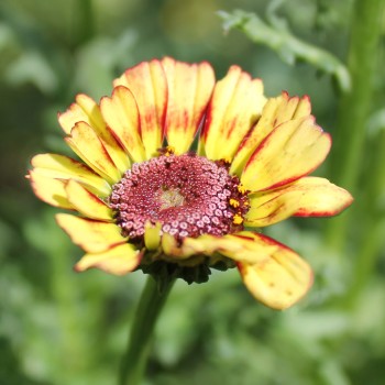 Sommermargerite Flame Shades (Samen)