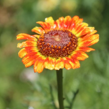 Sommermargerite Flame Shades (Samen)