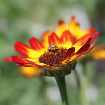Sommermargerite German Flag (Samen)