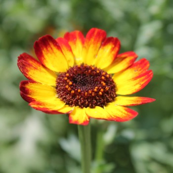 Sommermargerite German Flag (Samen)
