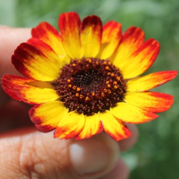 Sommermargerite German Flag (Samen)