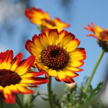 Sommermargerite German Flag (Samen)