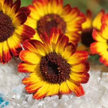 Sommermargerite German Flag (Samen)