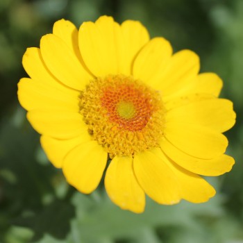 Sommermargerite Gloria (Samen)